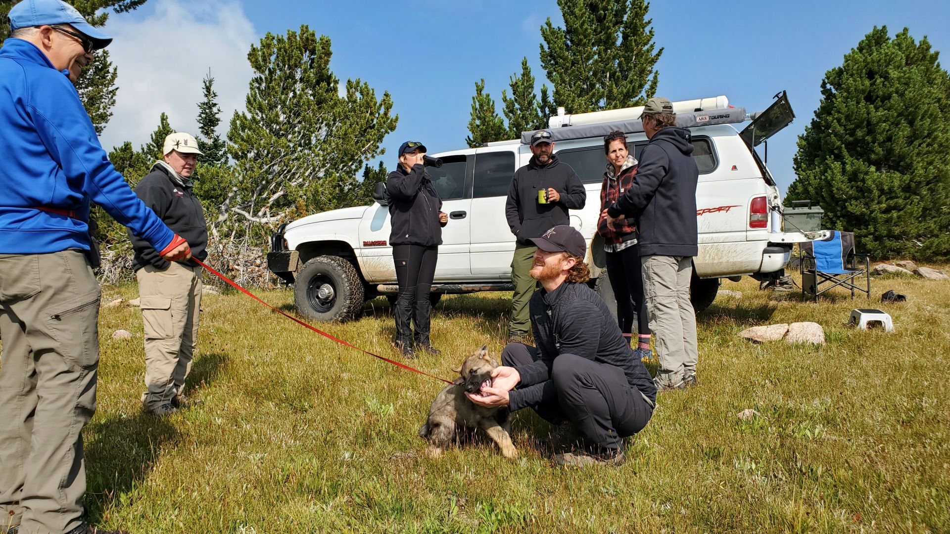 Absaroka Search Dogs